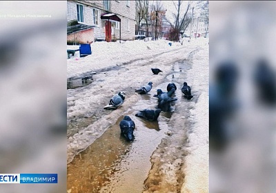 Что владимирцы активнее всего обсуждали в соцсетях на этой неделе