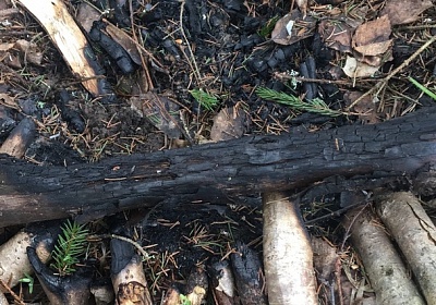 В Александровском районе заблудившийся грибник четверо суток прожил в лесу