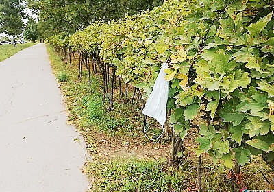 В Вязниках появилась аллея масок