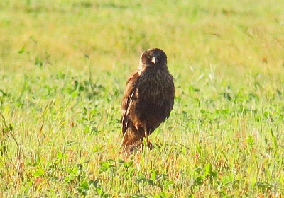 Владимирские болота охраняет птица лунь