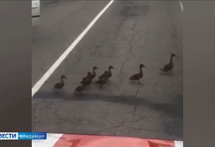 Утки в Коврове перекрыли дорогу