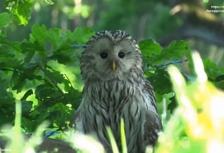 Краснокнижная неясыть стала частым гостем в городах Владимирской области