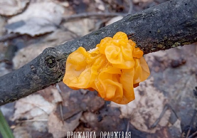 Во Владимирской области появились первые грибы  