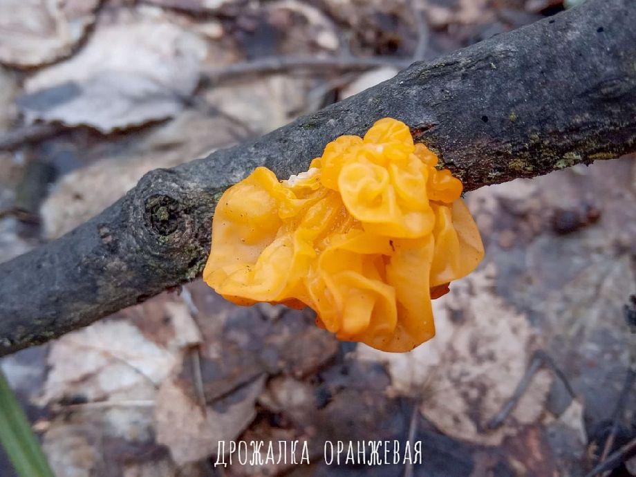 Во Владимирской области появились первые грибы  