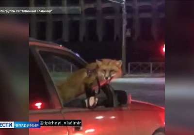 Лиса-пассажирка замечена на дорогах Владимира