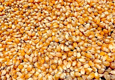 Во Владимирскую области завезли 100 тонн опасного зерна